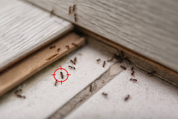Best Affordable Pest Control Services  in Dalton Gardens, ID