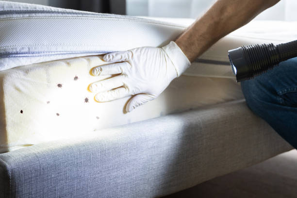 Best Bed Bug Extermination  in Dalton Gardens, ID