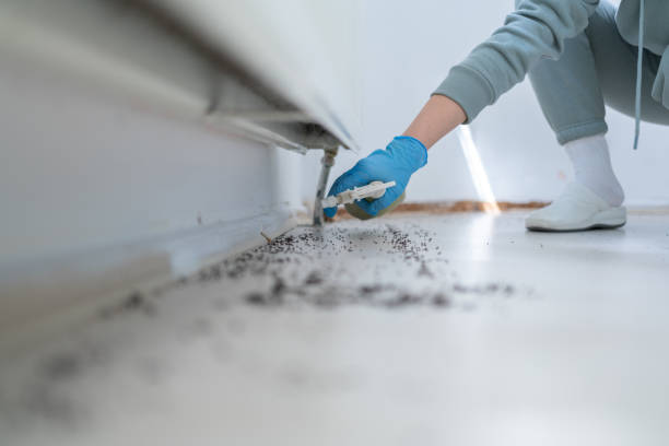 Best Mosquito Control Services  in Dalton Gardens, ID
